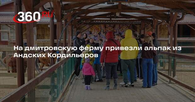 На дмитровскую ферму привезли альпак из Андских Кордильеров