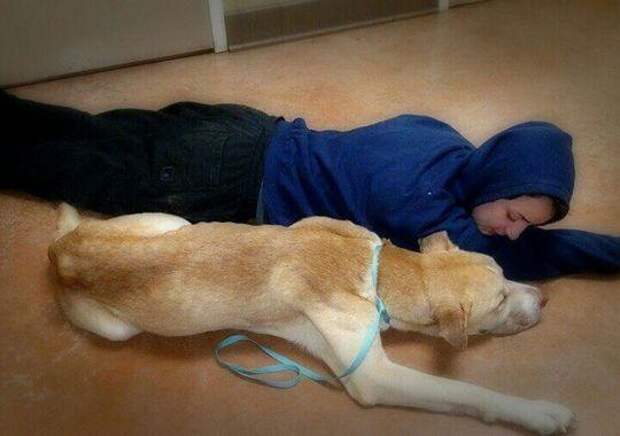 Она лежала на земле, не подавая признаков жизни... Посмотрите, что сделал этот бездомный пес!