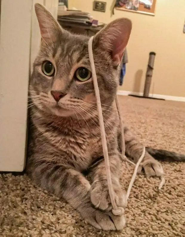 Непредсказуемые любимые игрушки домашних питомцев