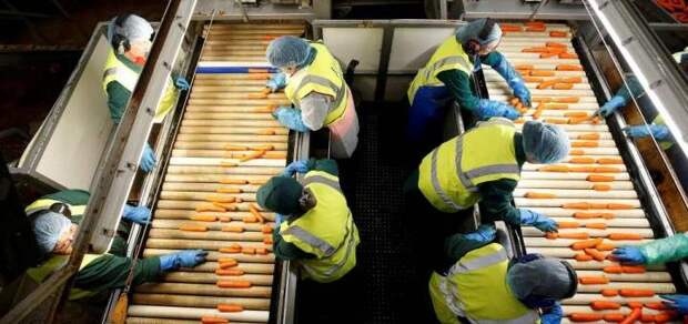 работницы перебирают морковь