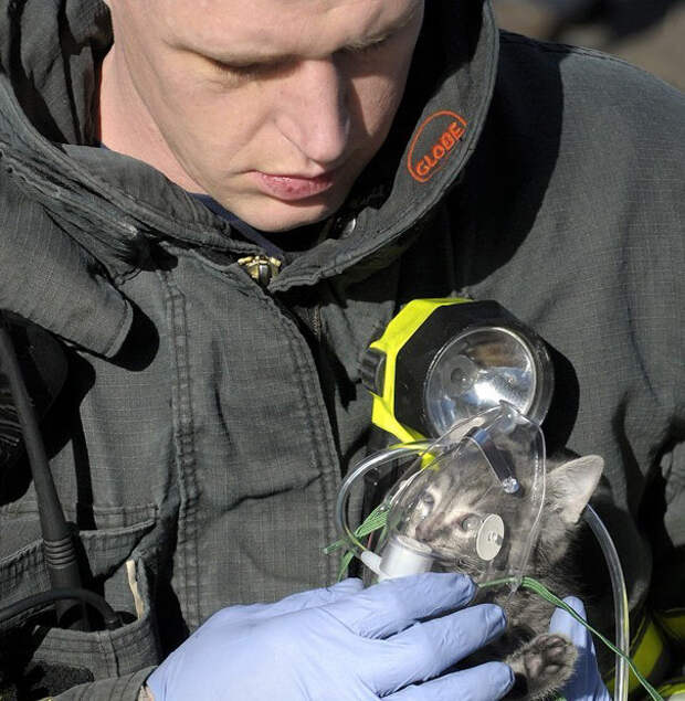 firefighters-rescuing-animals-saving-pets-13-5729bcb3ec386__605