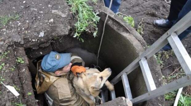 В Петербурге из открытого колодца спасли двух измученных собак