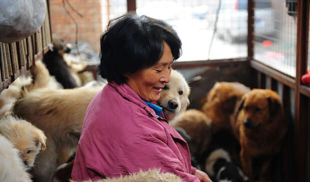 Она преодолела 2400 км и потратила 1100 $, чтобы спасти 100 собак от съедения собака, спасение