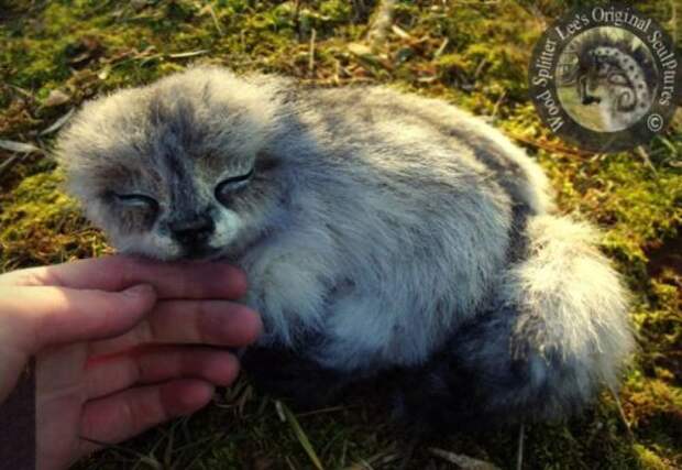 Невероятно реалистичные мягкие игрушки от Ли Кросс (18 фото)