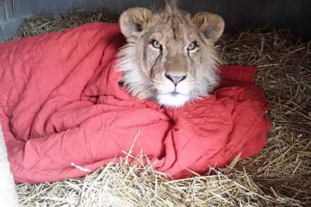 Спасенный львенок не может спать без своего одеяльца, несмотря на то, что уже вырос