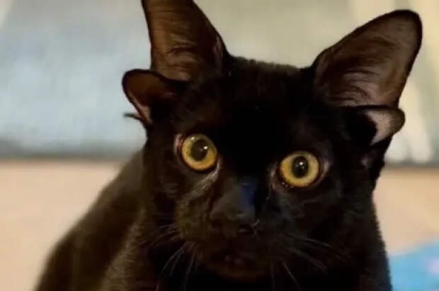 Редкий кот с четырьмя ушами набрал тысячи подписчиков в соцсетях