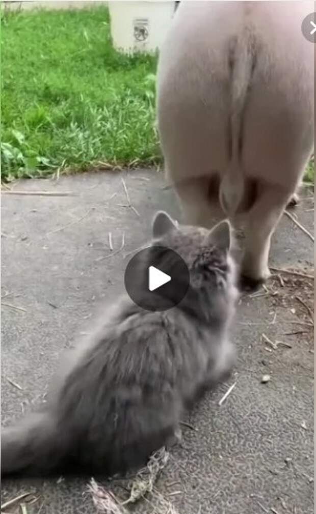 Какие же они умные и хитрые