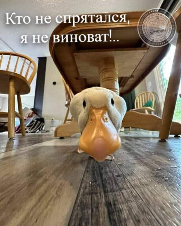 Я не виноват