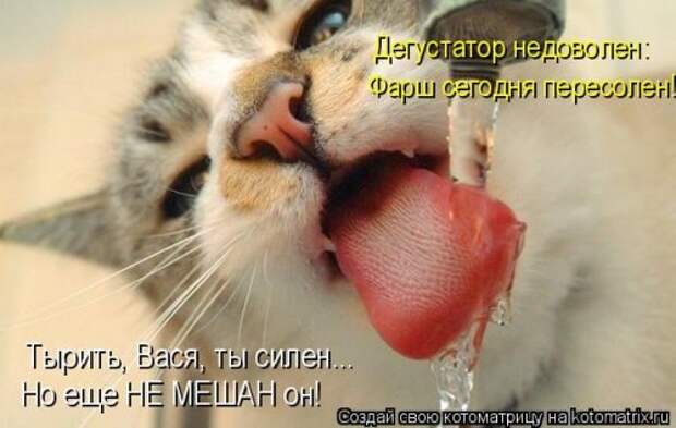 Новая котоматрица (36 фото)