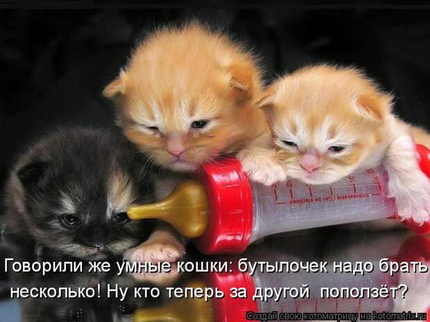 Котоматрица: Говорили же умные кошки: бутылочек надо брать несколько! Ну кто теперь за другой  поползёт?