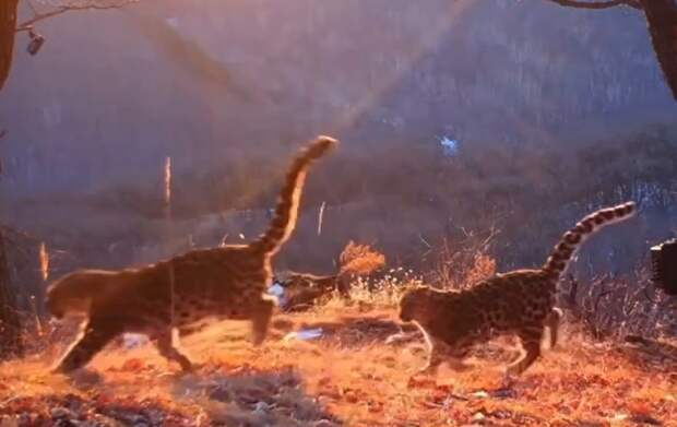 Котята леопарда из семейства знаменитой самки попали на видео в Приморье