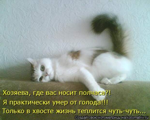 Лучшая котоматрица за неделю (32 фото)