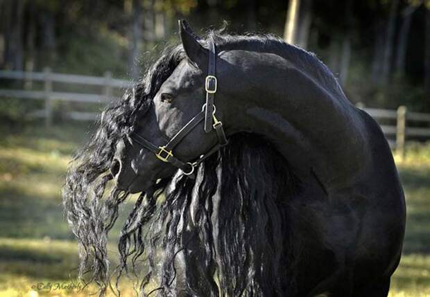 Фредерик Великий — конь, которого многие люди считают самой красивой лошадью в мире.