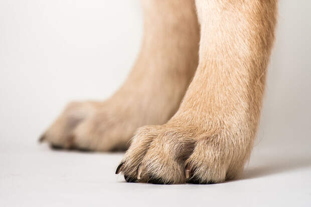 В Томске алабай напал на 11-летнюю девочку