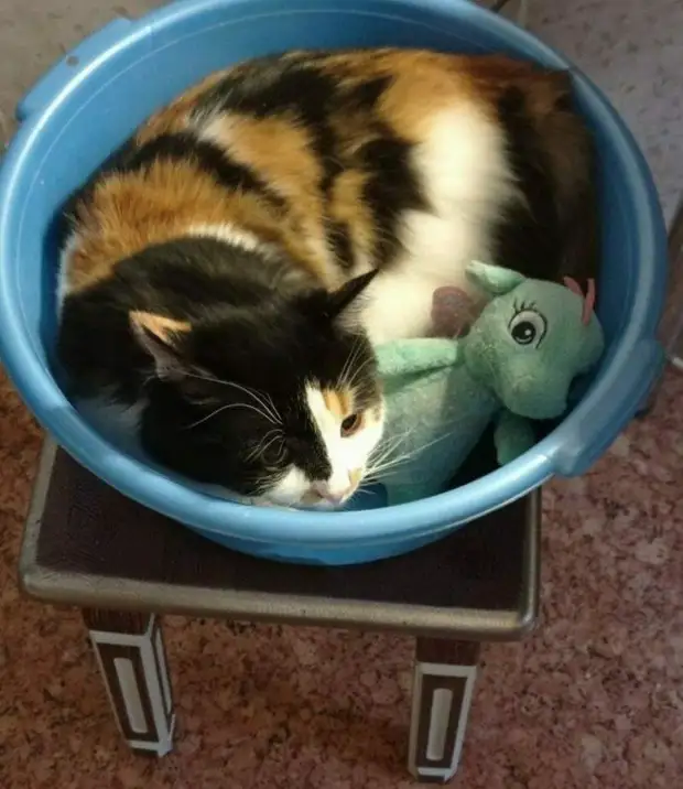 Непредсказуемые любимые игрушки домашних питомцев