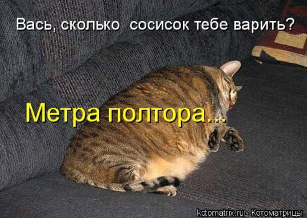 Свежая котоматрица на Бугаге (27 фото)