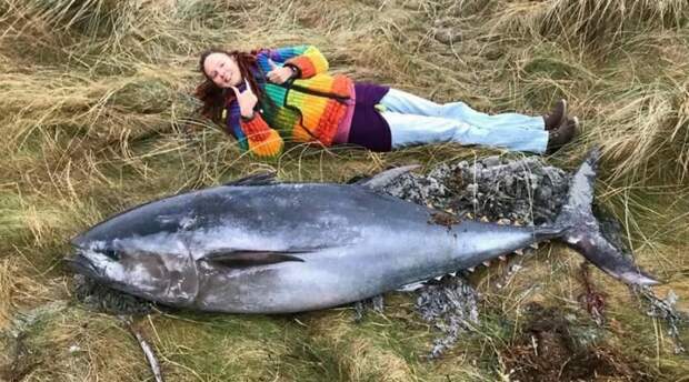 В Шотландии шторм выбросил на берег 2-метрового тунца в мире, выбросило, на берег, рыба, тунец, шотландия