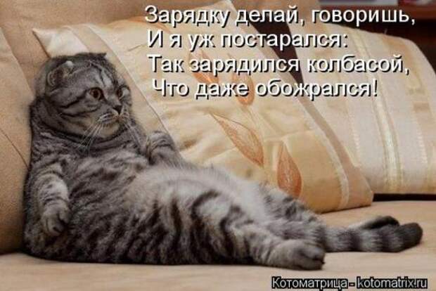 Котоматрицы (забавные картинки с надписями)