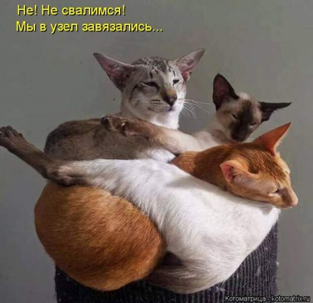 Свежая котоматрица (22 шт)