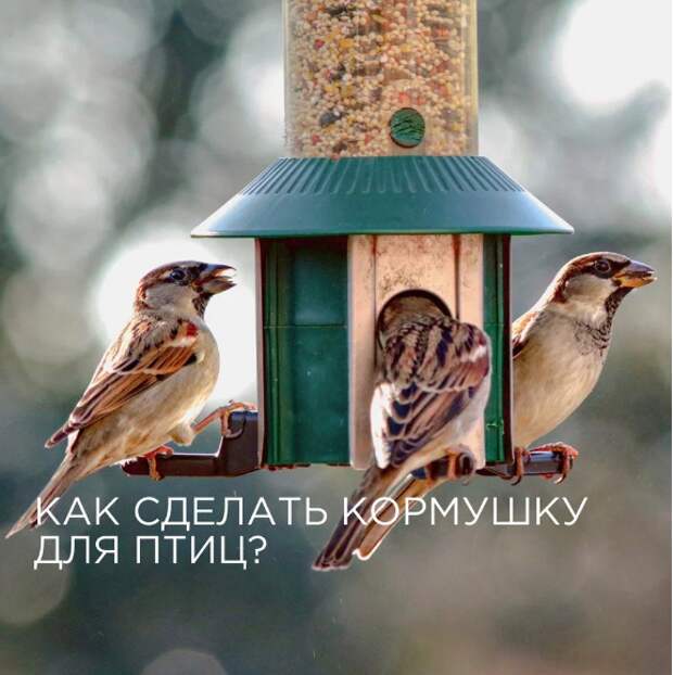 Как изготовить кормушку для птиц своими руками