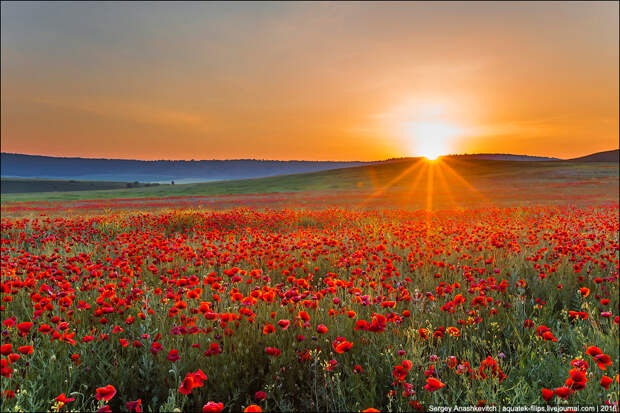 Crimean poppies / Крымские маки