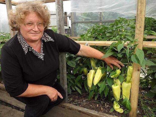 сорт снегопад