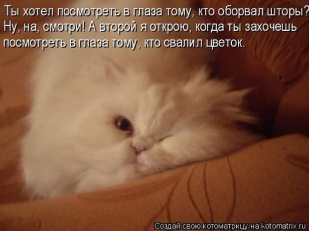 Лучшие котоматрицы недели, 35 шт.