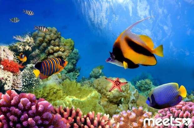 great barrier reef, australia great barrier reef