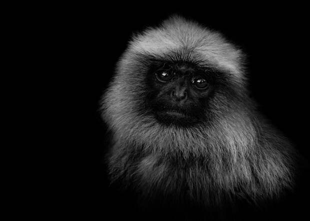 zhivotnye 12 Черно белые портреты диких животных