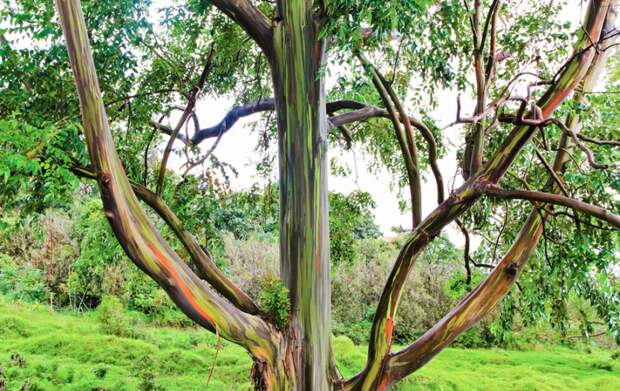 Природа - удивительная художница деревья, история, факты
