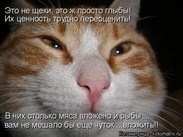 Котоматрица: Это не щеки, это ж просто глыбы! Их ценность трудно переоценить! В них столько мяса вложено и рыбы,... вам не мешало бы еще чуток ...вложить!!