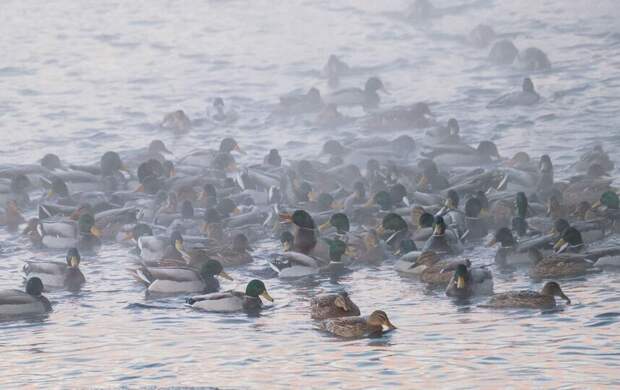В Петербурге пересчитают уток