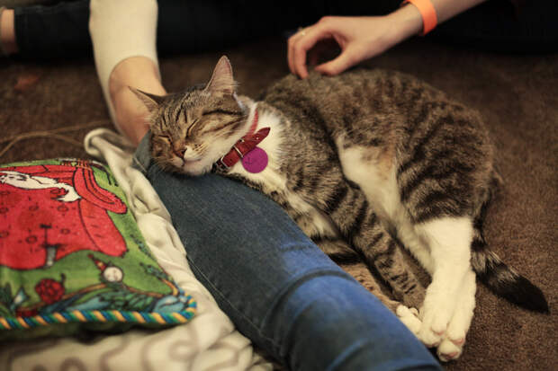 cat_cafe_01