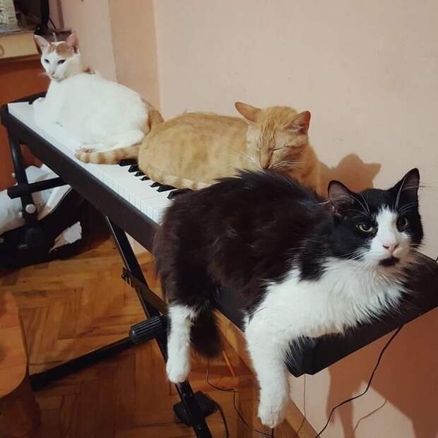 Он спас девятерых кошек, и теперь по ночам они приходят его благодарить!