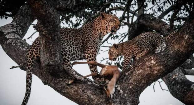 Сколько весит леопард? Где живет леопард? Описание и образ жизни животного в дикой природе