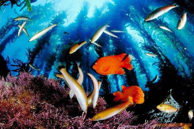 Как прекрасен этот мир (подводный мир 17 фото)