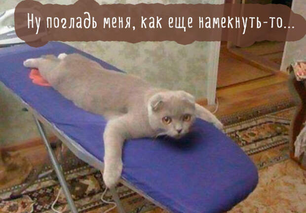 Картинки этих смешных котов развеселят вас за 1 минуту Картинки этих смешных котов развеселят вас за 1 минуту
