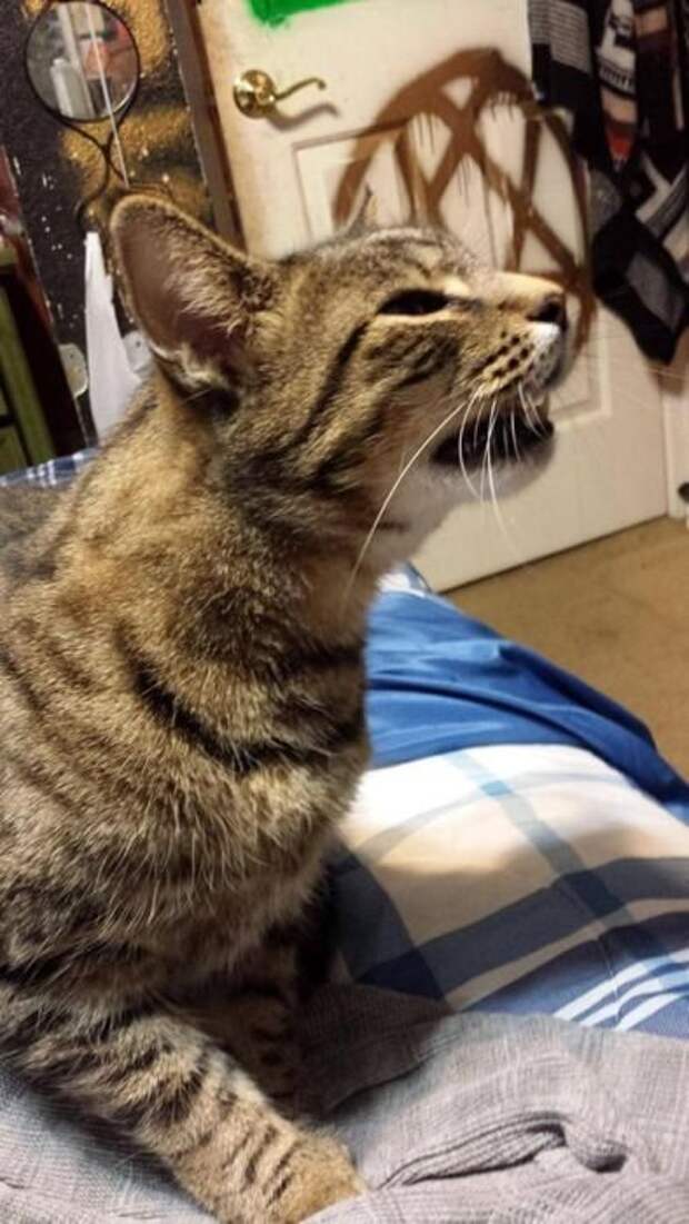 zhivotnye-chihayuschie-kartinki-koshki-sobaki-smeshnye-zhivotnye-kote