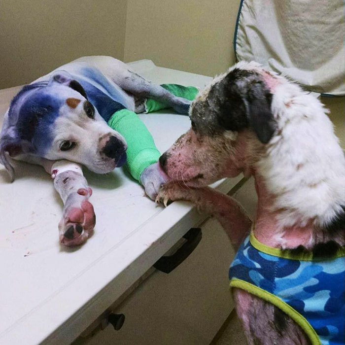 rescue-dog-comforts-pup-surgery-sammie-simon-6