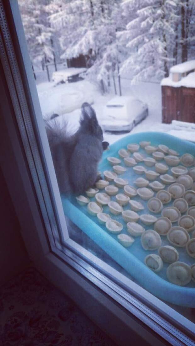Когда спрятал от кота Когда спрятал от кота