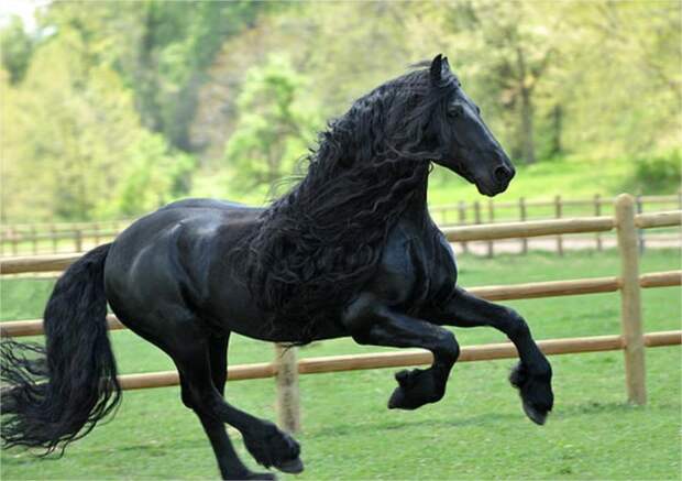 Фредерик Великий — самый красивый конь в мире, чья роскошная грива сводит людей с ума  животные, конь, красота