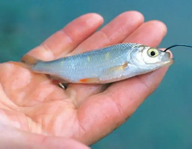 Топ лучших живцов для рыбалки.