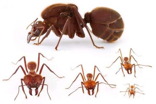 Разный внешний вид муравьёв обуславливается разной работой, которую они совершают. Такое явление называется полиморфизмом. Матка, солдат, 3 типа рабочих.