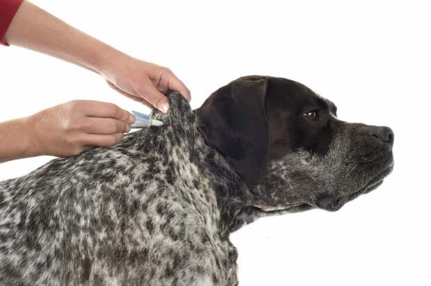 Одно из главных правил при использовании капель: не мыть собаку до и после процедуры 3 дня, пока препарат не впитается в шерсть животного.  