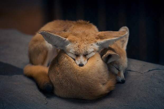 Животные в фотографиях