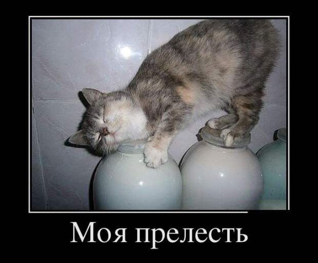 demotivatory-demotivator-smeshnye-demotivatory-demotivator-so-smyslom demotivatory-demotivator-smeshnye-demotivatory-demotivator-so-smyslom