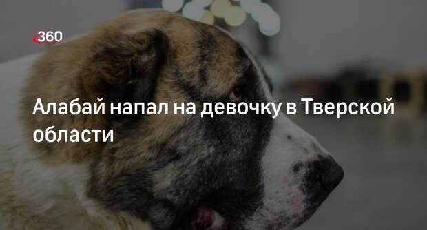 Алабай напал на девочку в Тверской области