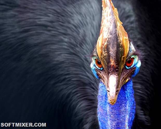 Cassowary_head_frontal Cassowary_head_frontal