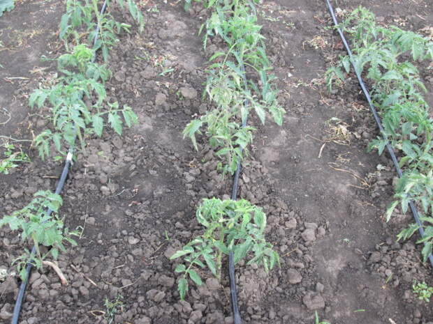 Фото томатов в открытом грунте
