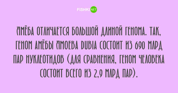 Любопытные факты, которые будут интересны людям с высоким IQ Любопытные факты, которые будут интересны людям с высоким IQ занимательные факты, факты